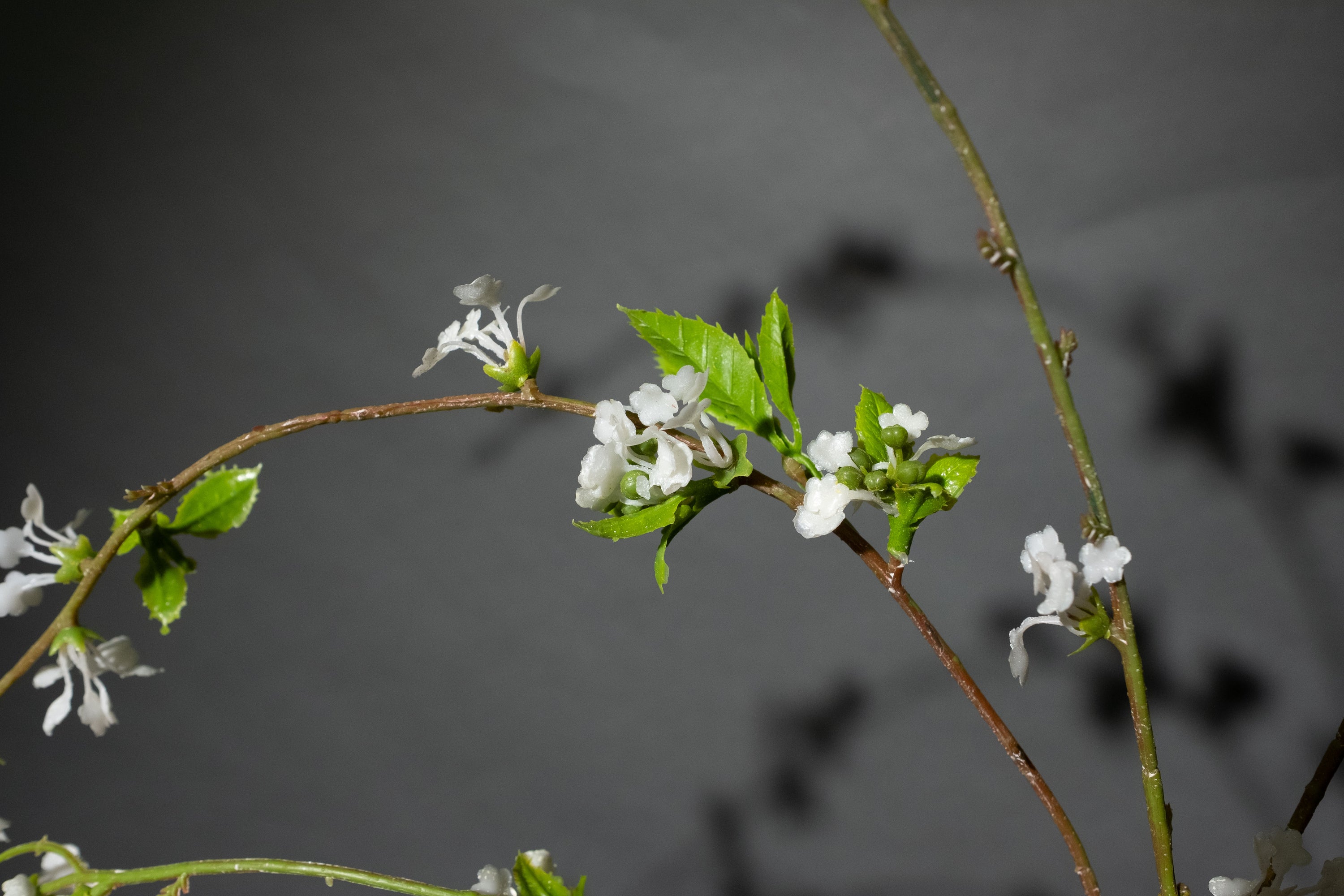 Weiße Wildblume