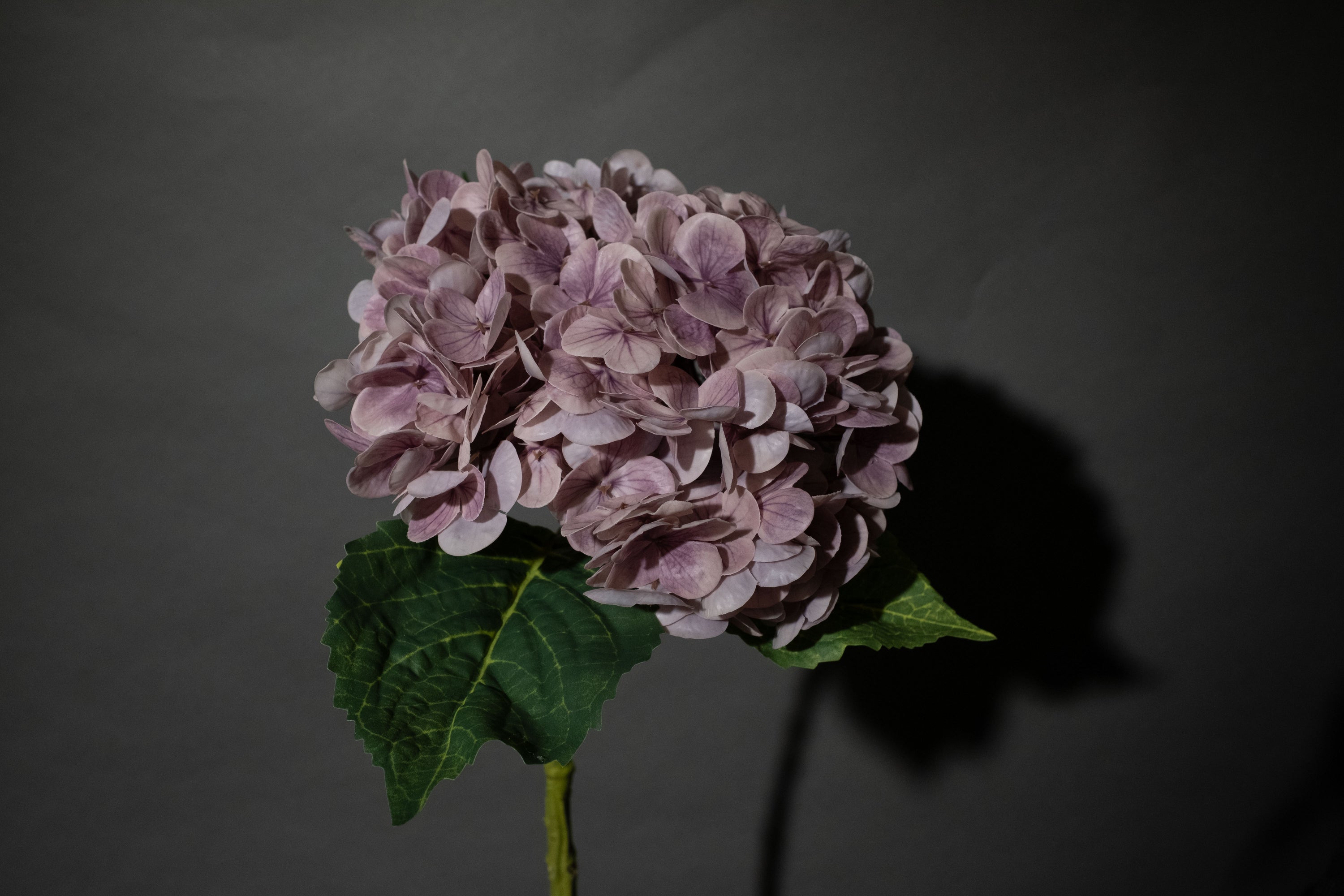 Lila Hortensien Blume