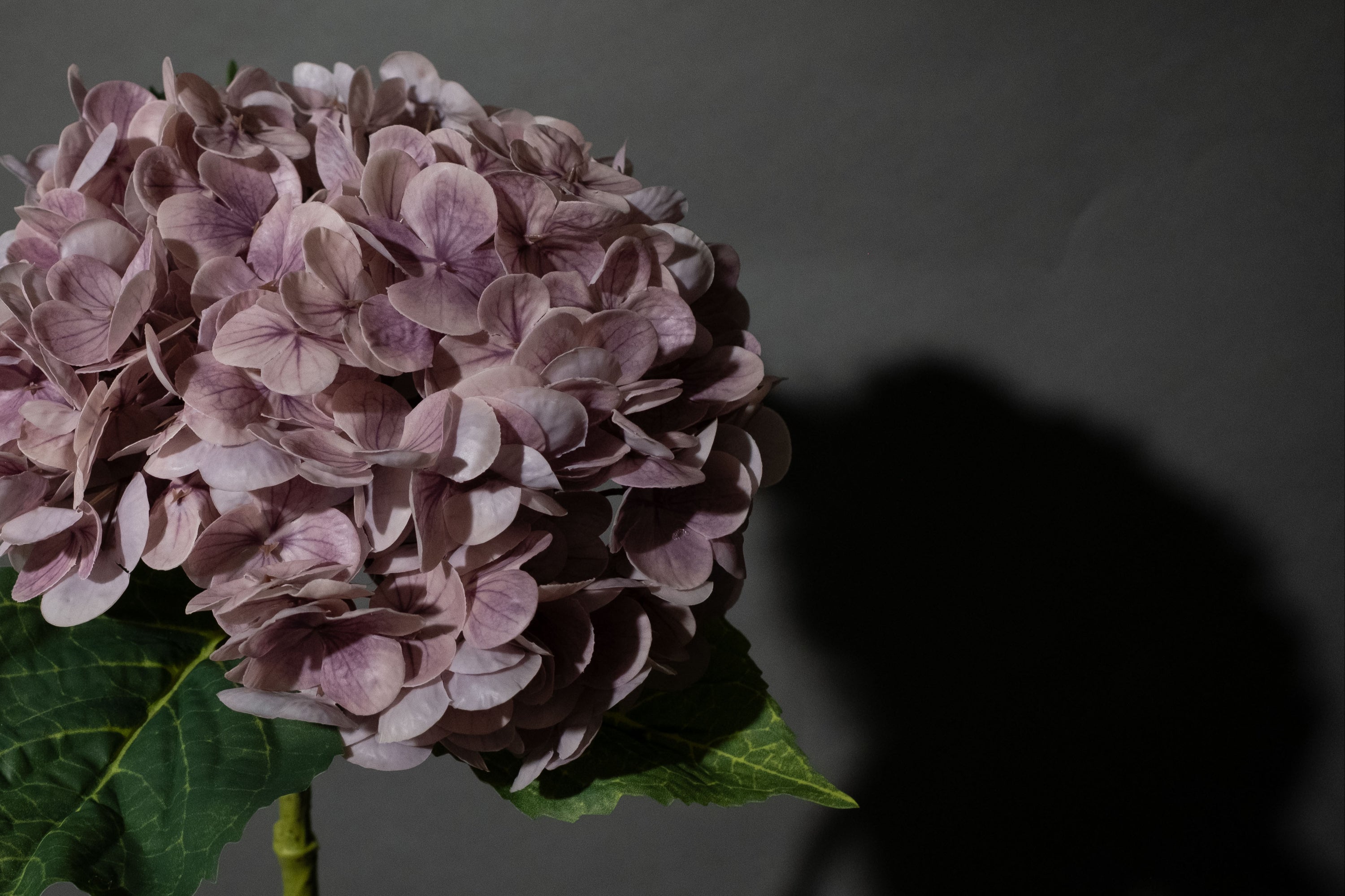 Lila Hortensien Blume