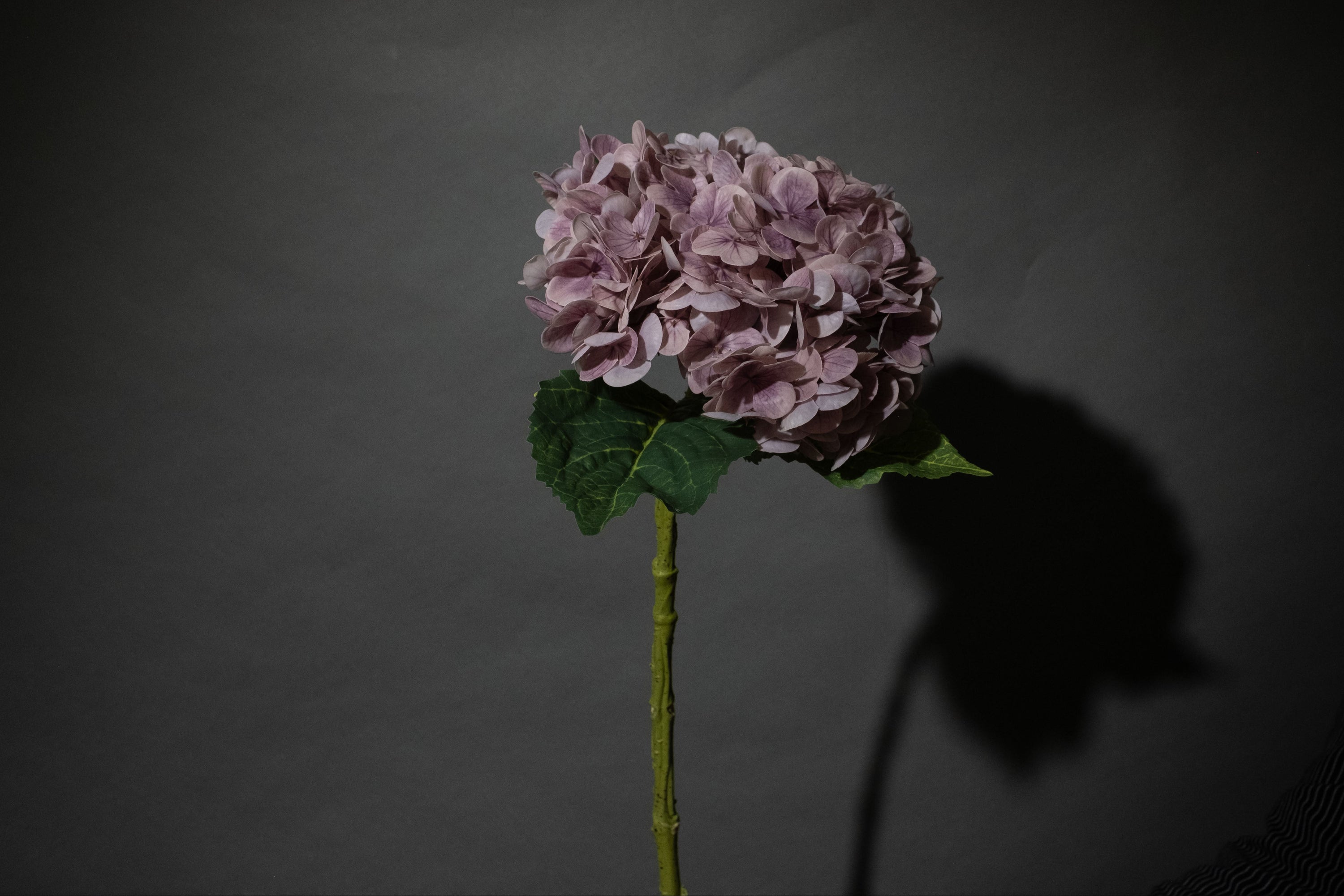 Lila Hortensien Blume