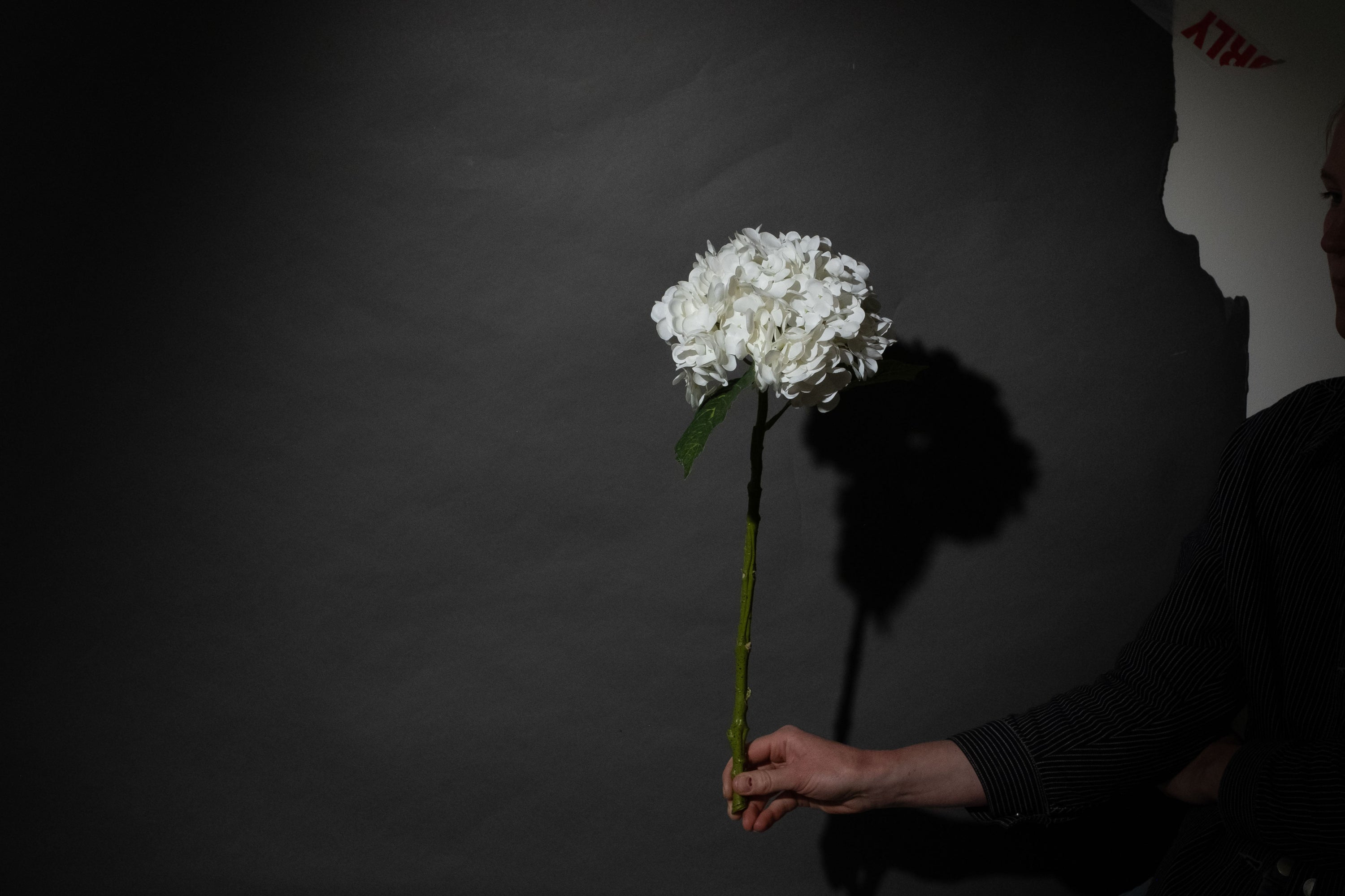 Weiße Hortensien Blume