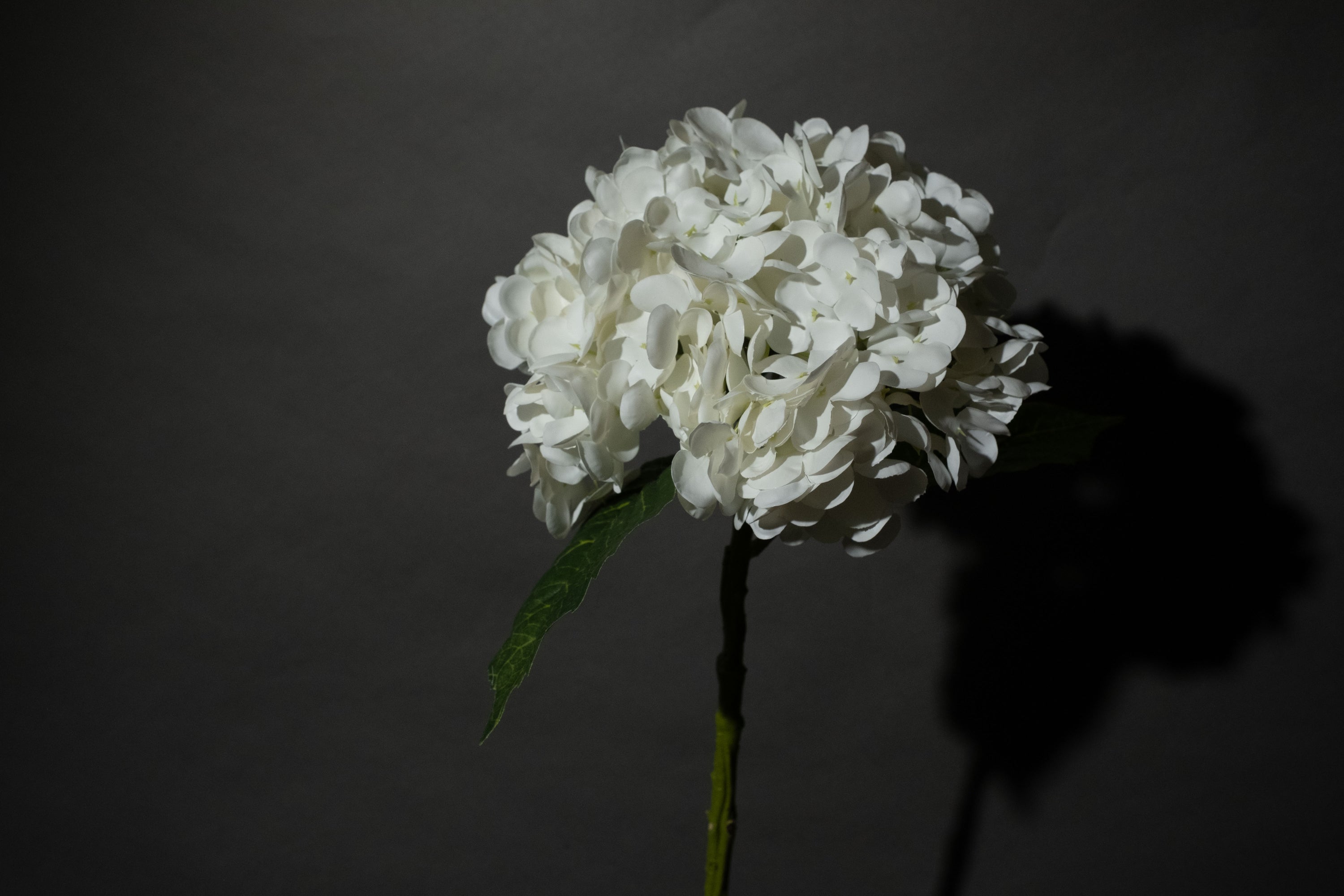 Hellrosa Hortensie