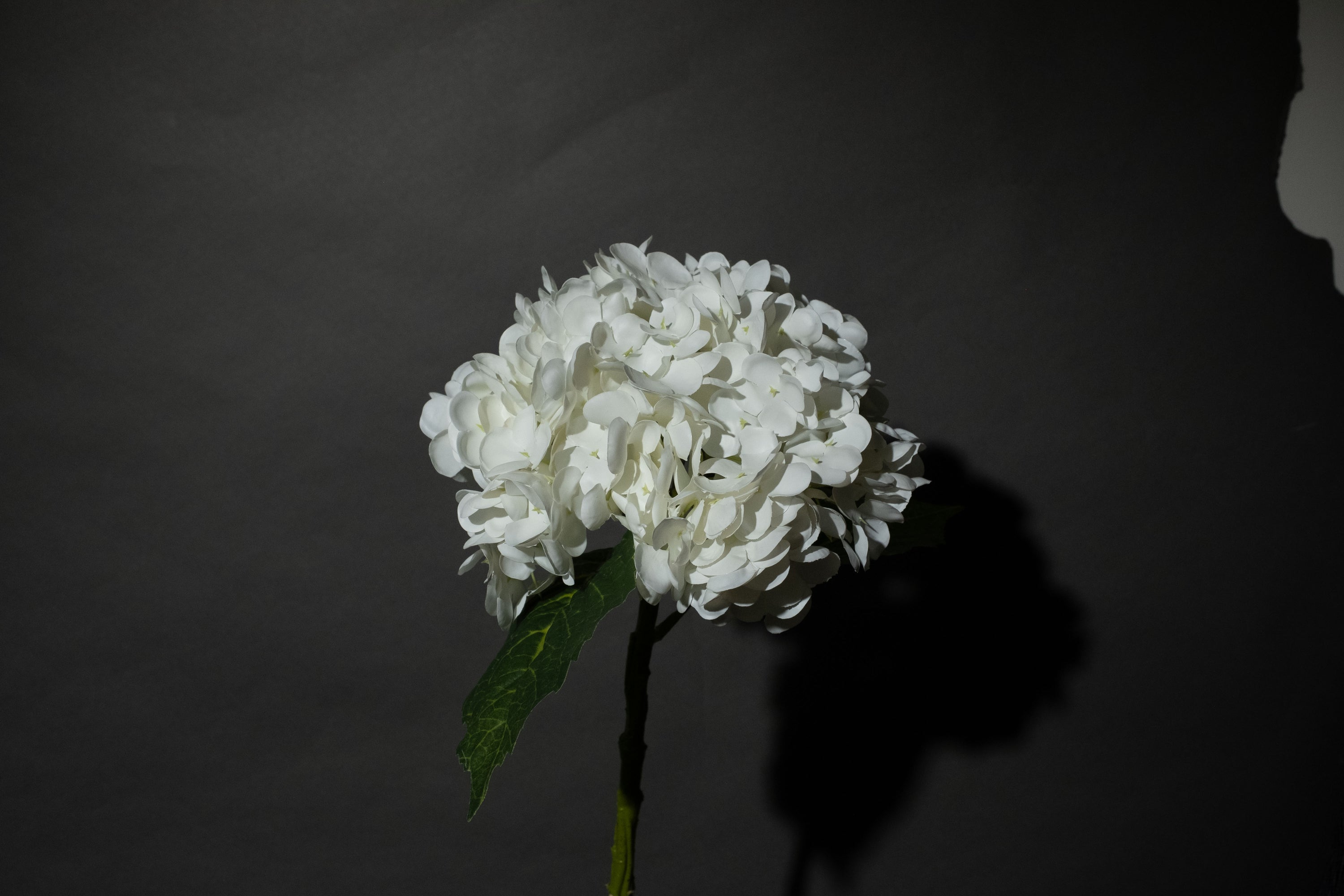 Weiße Hortensien Blume